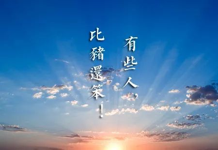 有些人,比猪还笨!【摧邪显正】-图片1